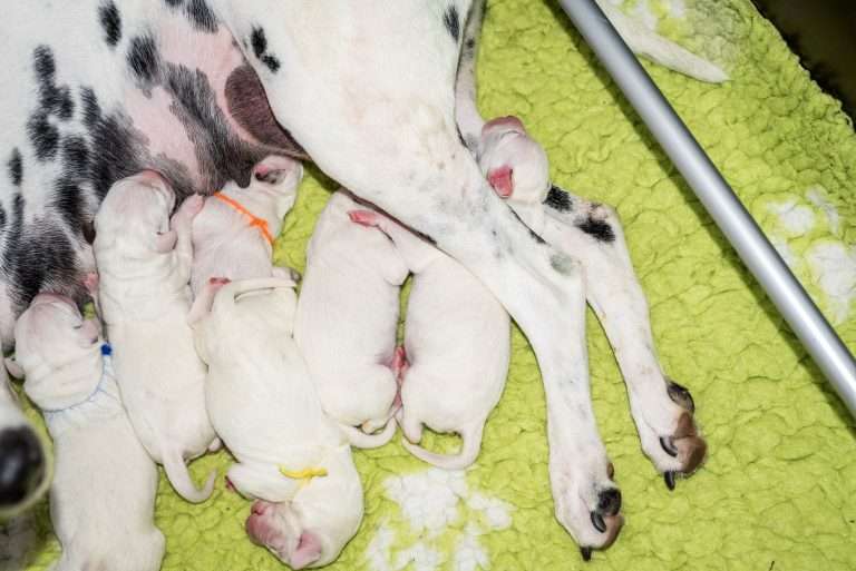 1. Lebenstag - B-Wurf (25)