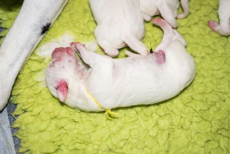 1. Lebenstag - B-Wurf (26)