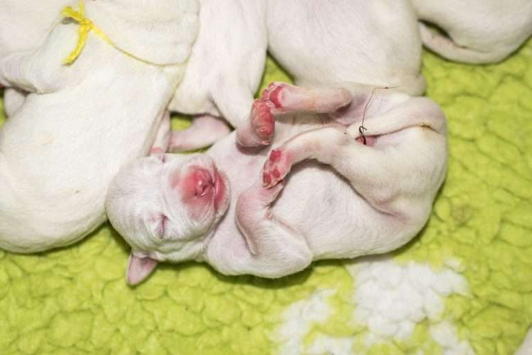 1. Lebenstag - B-Wurf (27)