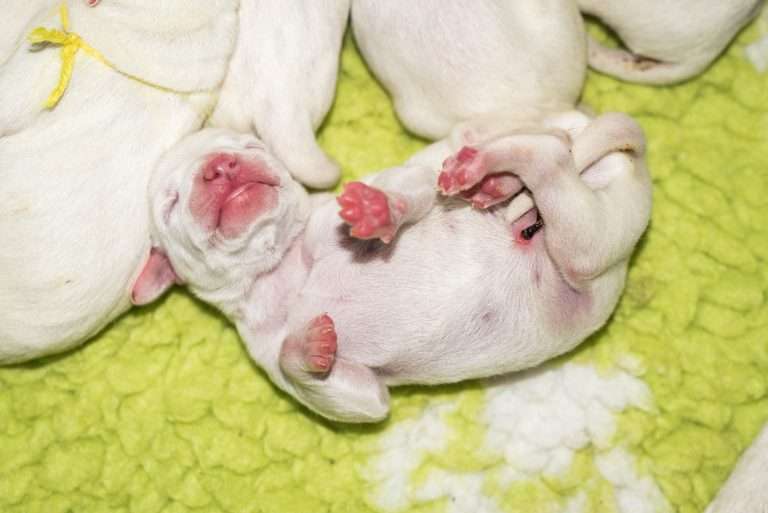 1. Lebenstag - B-Wurf (28)