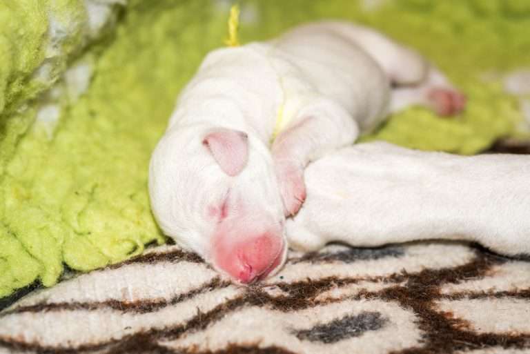 1. Lebenstag - B-Wurf (29)