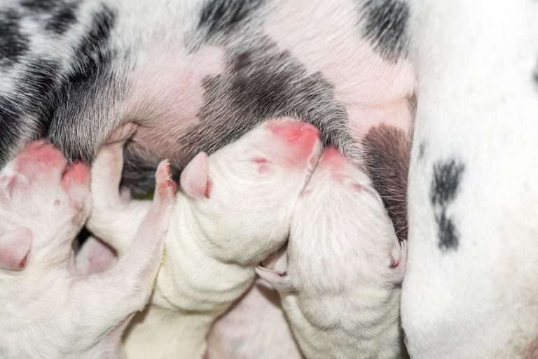 1. Lebenstag - B-Wurf (3)