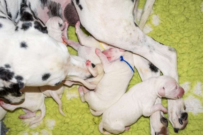 1. Lebenstag - B-Wurf (31)