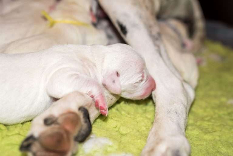 1. Lebenstag - B-Wurf (32)