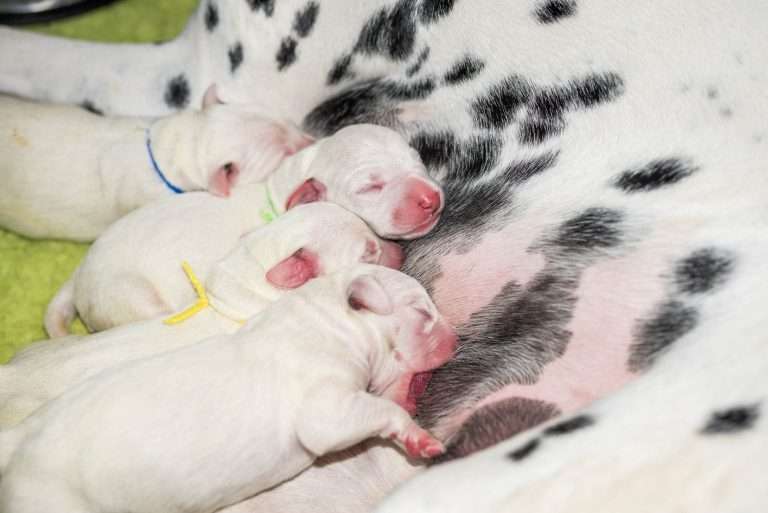 1. Lebenstag - B-Wurf (5)