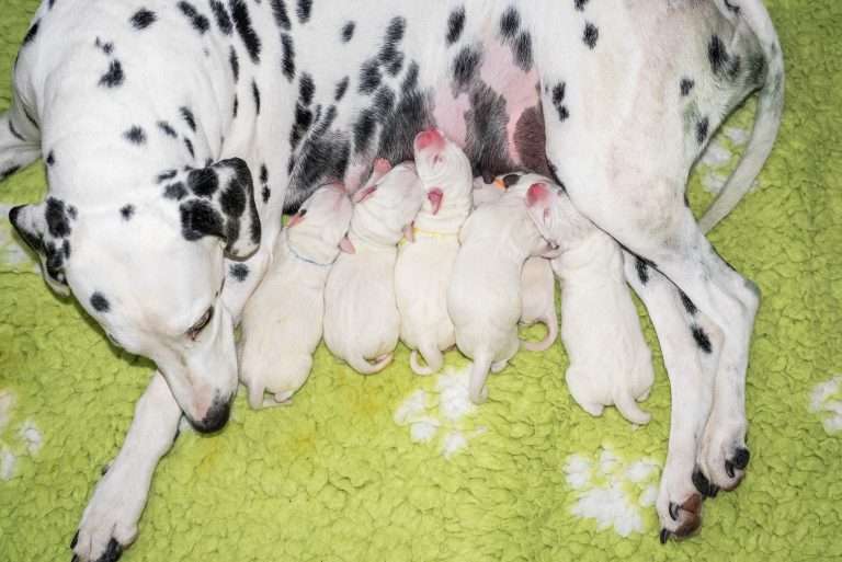 1. Lebenstag - B-Wurf (6)