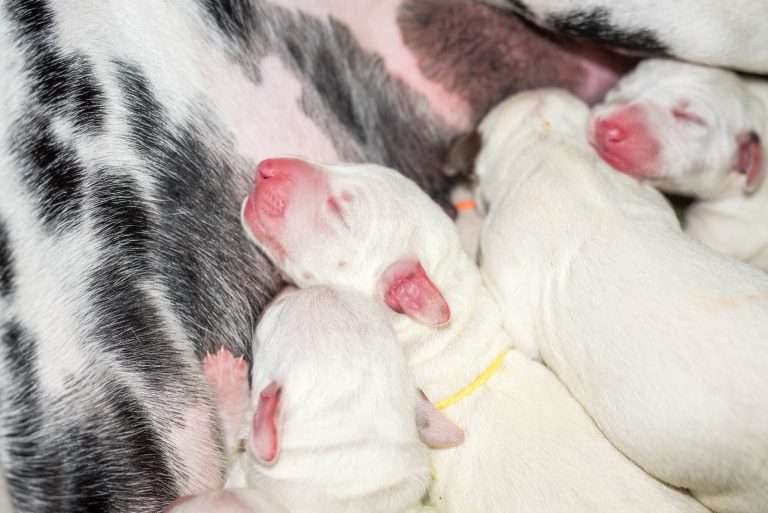 1. Lebenstag - B-Wurf (8)