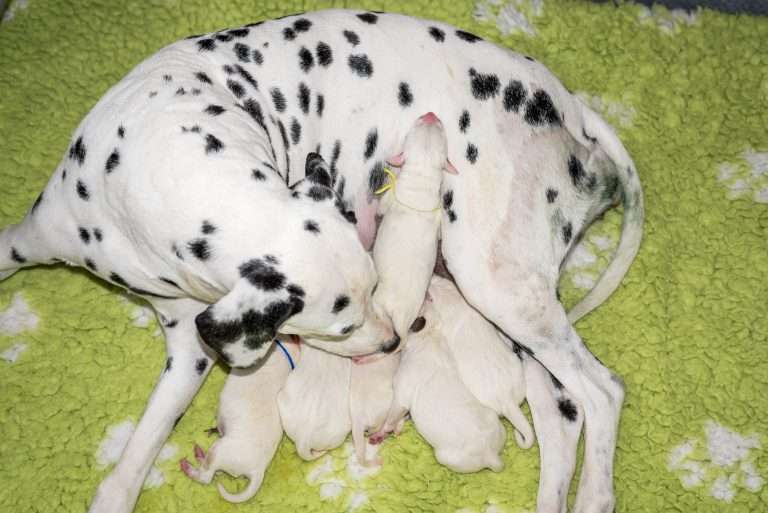 1. Lebenstag - B-Wurf (9)