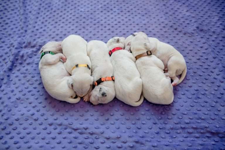 10. Lebenstag - B-Wurf (1)