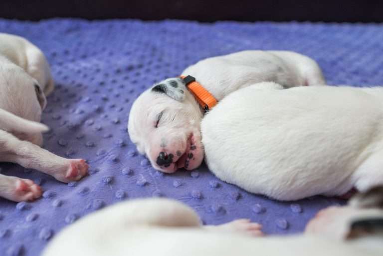 10. Lebenstag - B-Wurf (10)