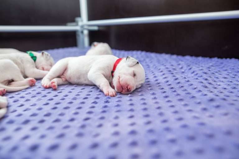 10. Lebenstag - B-Wurf (12)