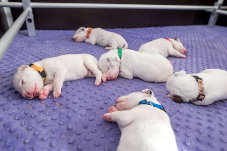 10. Lebenstag - B-Wurf (13)