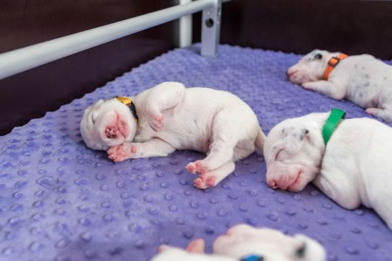 10. Lebenstag - B-Wurf (14)