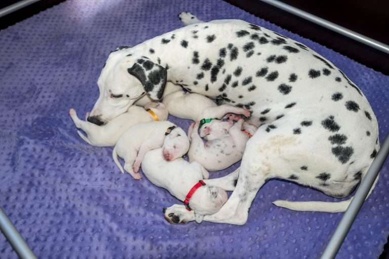 10. Lebenstag - B-Wurf (16)