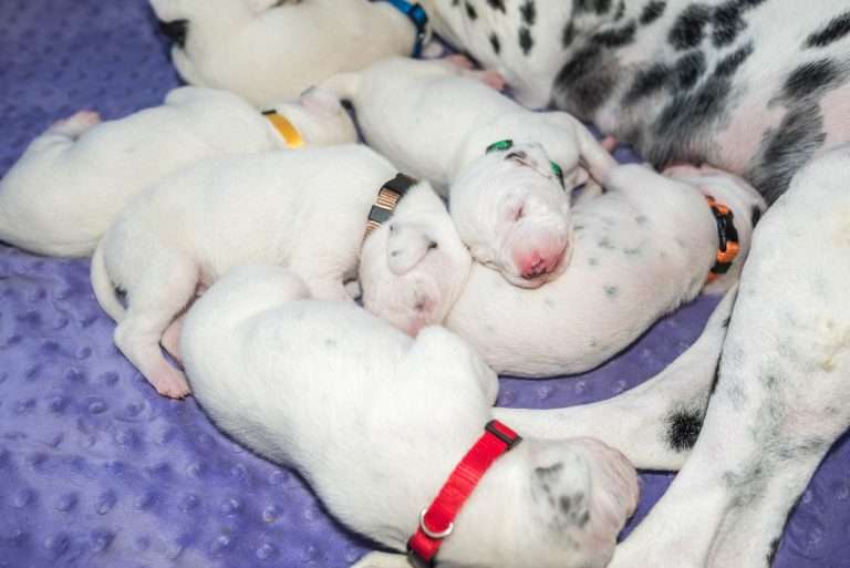 10. Lebenstag - B-Wurf (17)