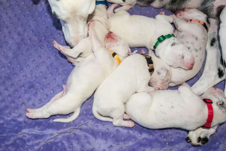 10. Lebenstag - B-Wurf (18)