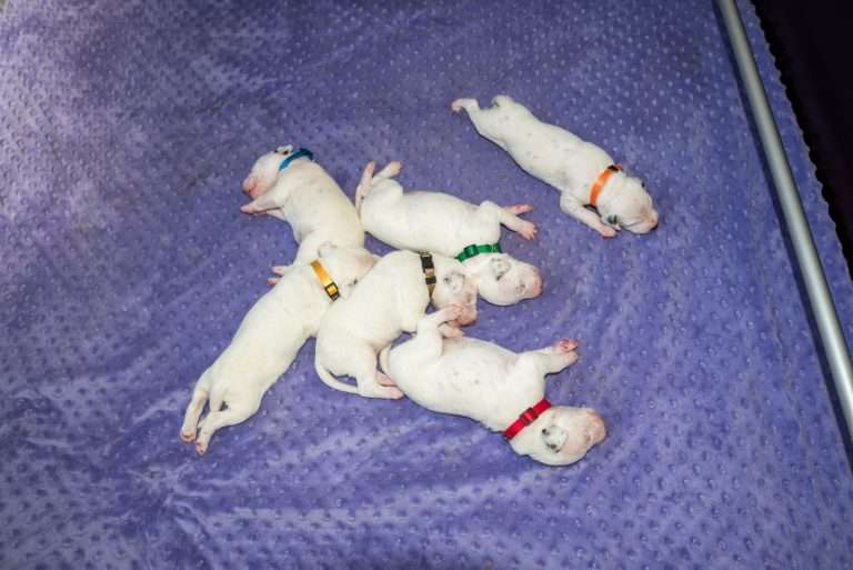 10. Lebenstag - B-Wurf (19)