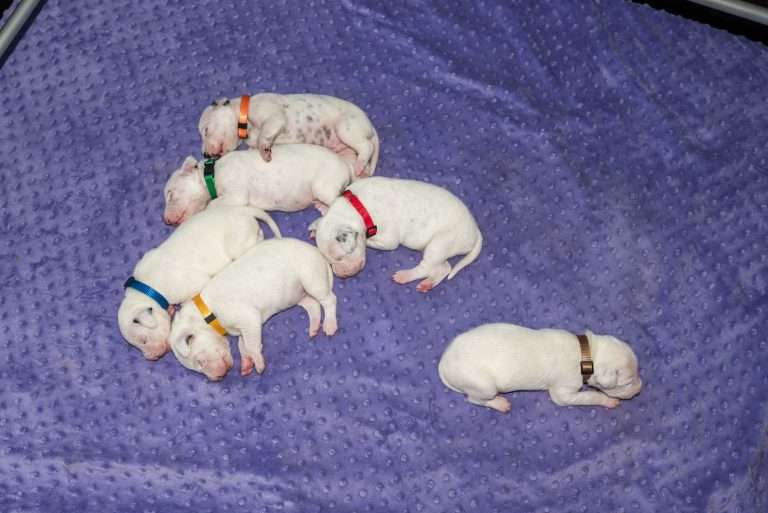 10. Lebenstag - B-Wurf (2)