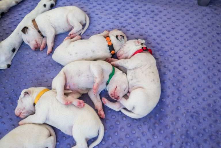 10. Lebenstag - B-Wurf (20)