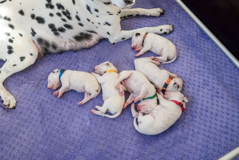 10. Lebenstag - B-Wurf (21)