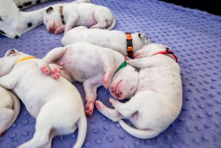 10. Lebenstag - B-Wurf (22)