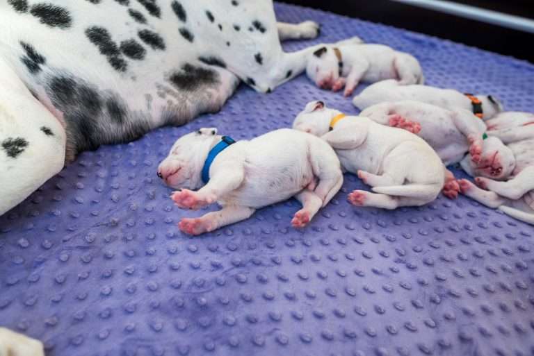 10. Lebenstag - B-Wurf (23)