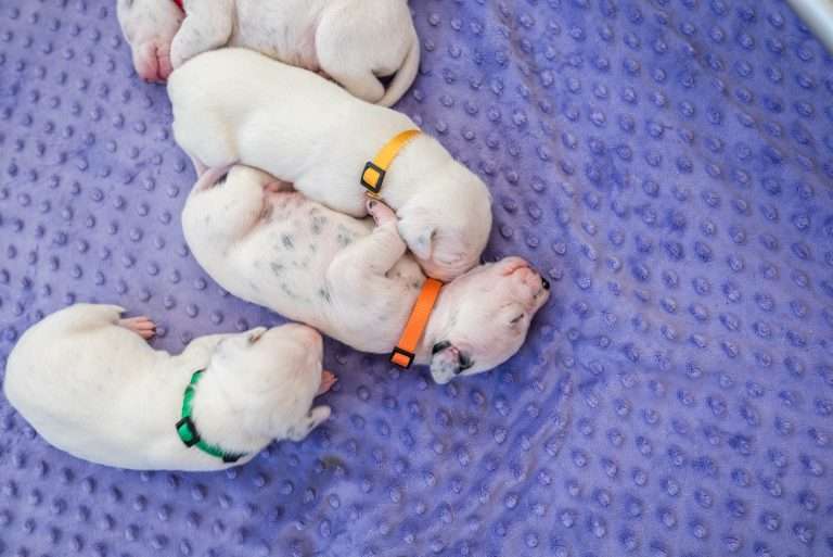 10. Lebenstag - B-Wurf (24)