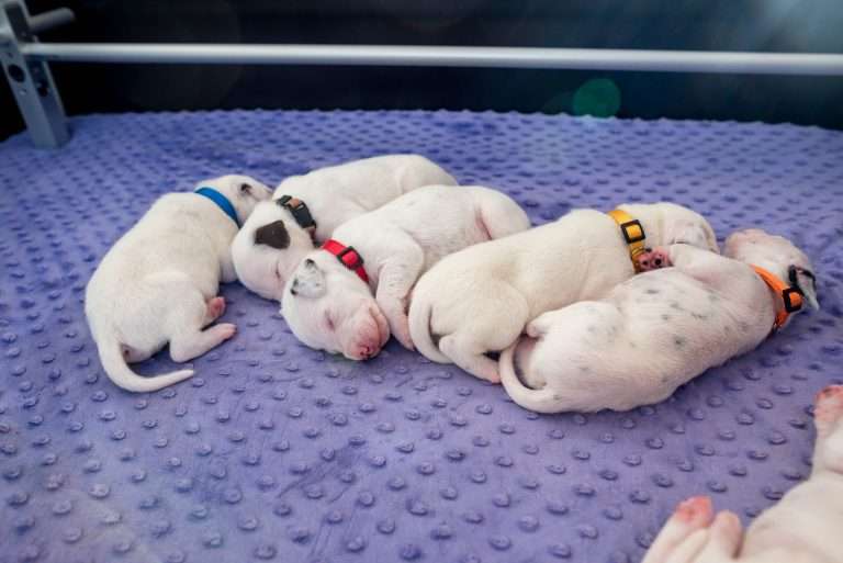 10. Lebenstag - B-Wurf (25)