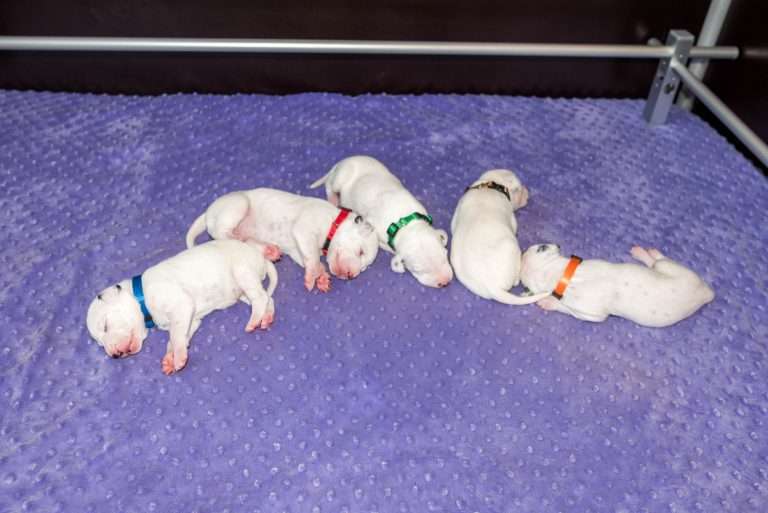 10. Lebenstag - B-Wurf (3)