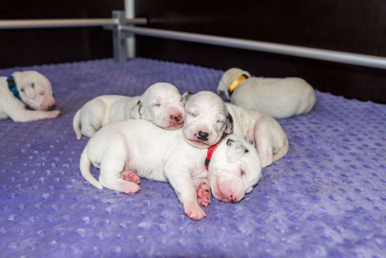 10. Lebenstag - B-Wurf (4)