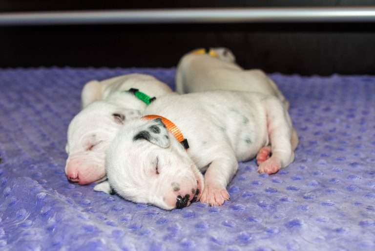 10. Lebenstag - B-Wurf (5)