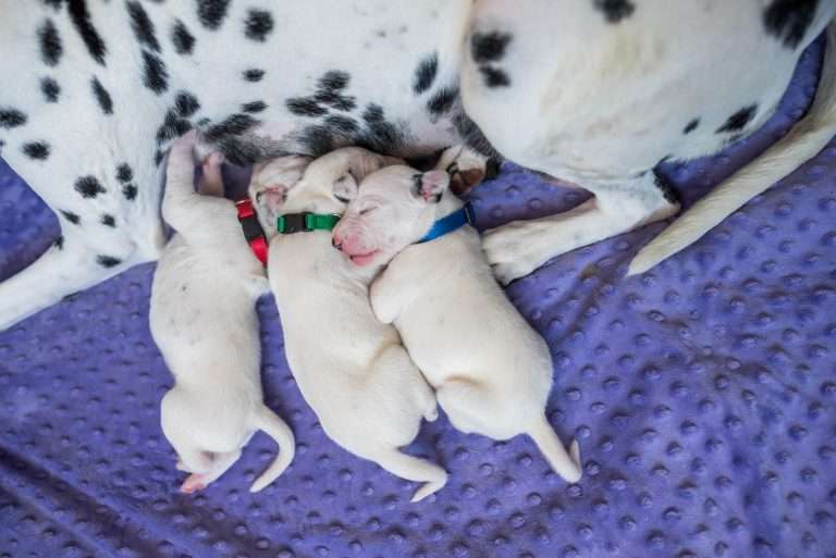 10. Lebenstag - B-Wurf (6)