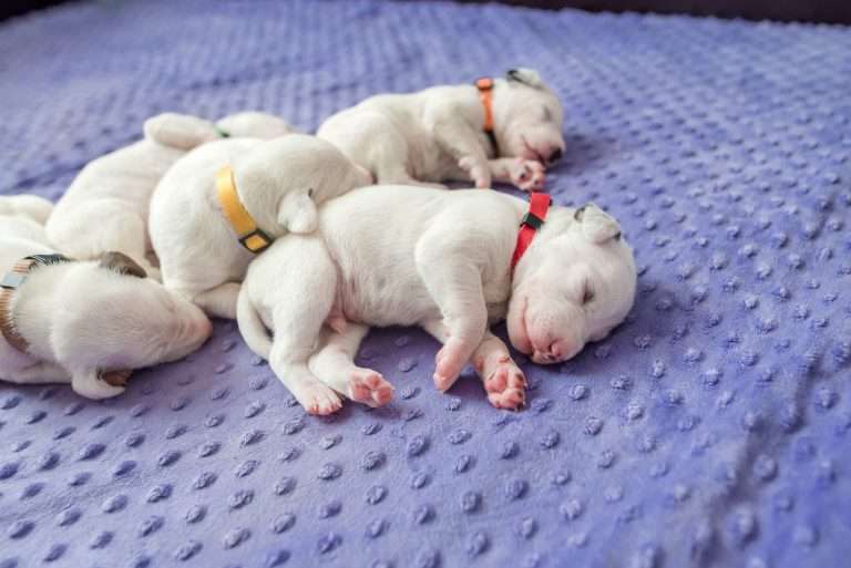 10. Lebenstag - B-Wurf (7)