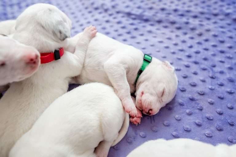 10. Lebenstag - B-Wurf (8)