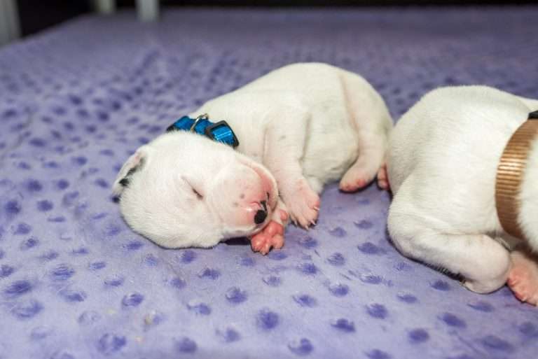 10. Lebenstag - B-Wurf (9)