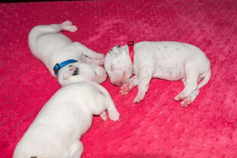 11. Lebenstag - B-Wurf (1)