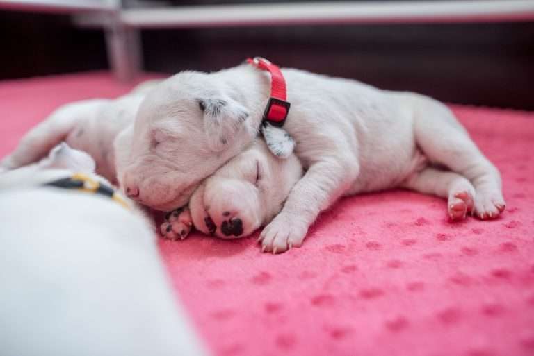 11. Lebenstag - B-Wurf (10)