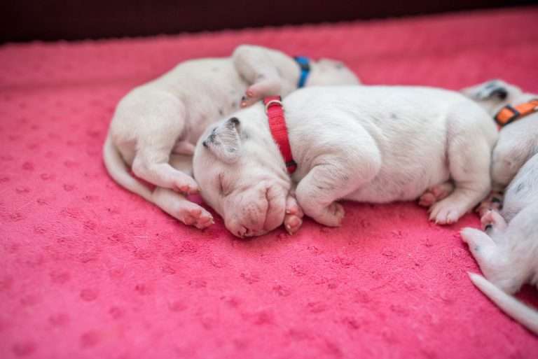 11. Lebenstag - B-Wurf (11)