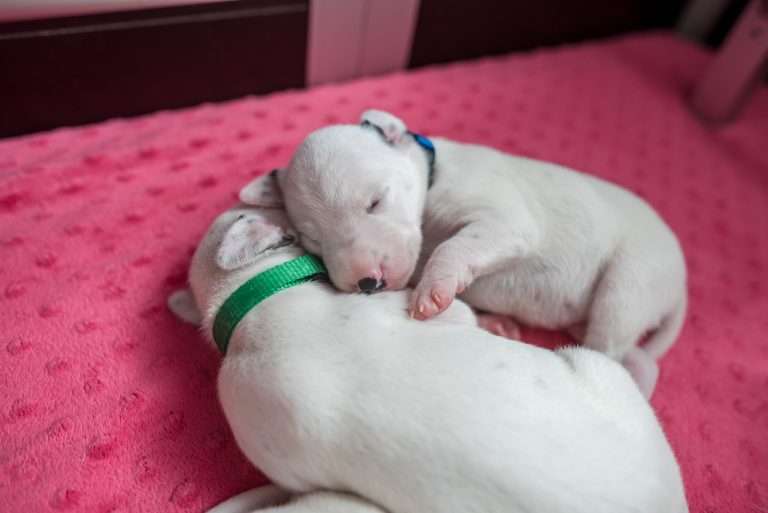 11. Lebenstag - B-Wurf (12)