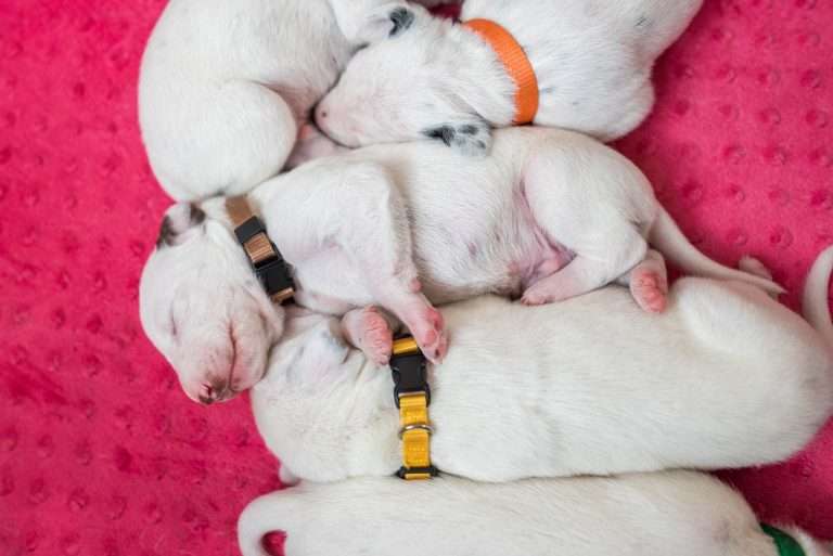 11. Lebenstag - B-Wurf (13)