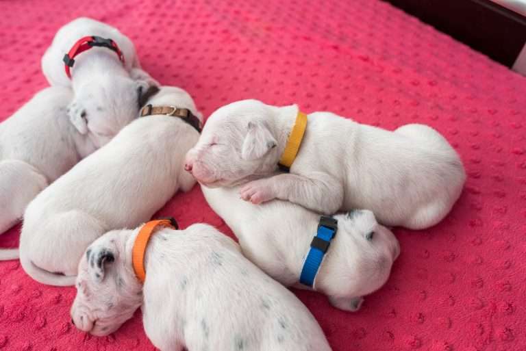 11. Lebenstag - B-Wurf (14)