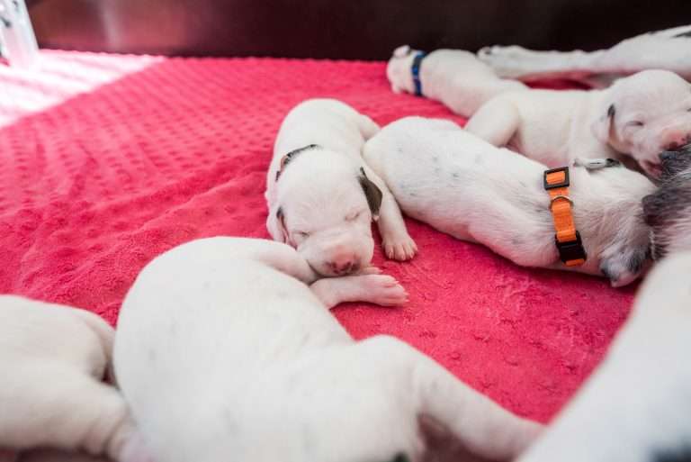 11. Lebenstag - B-Wurf (15)