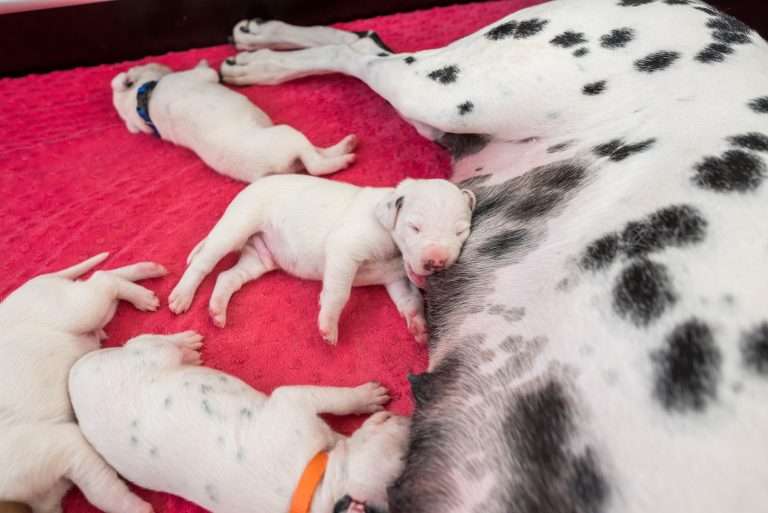 11. Lebenstag - B-Wurf (16)