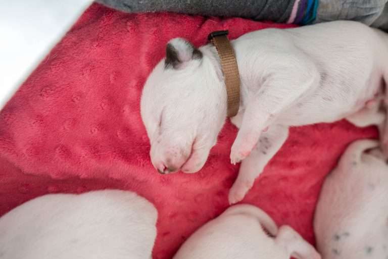 11. Lebenstag - B-Wurf (17)