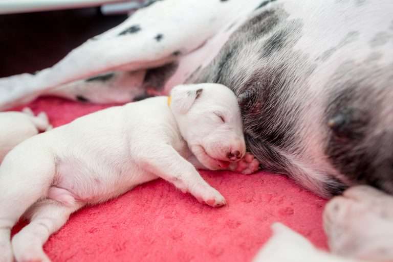 11. Lebenstag - B-Wurf (18)