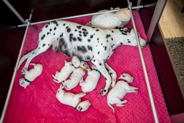 11. Lebenstag - B-Wurf (19)