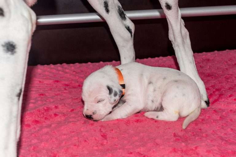 11. Lebenstag - B-Wurf (2)