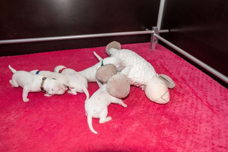 11. Lebenstag - B-Wurf (20)