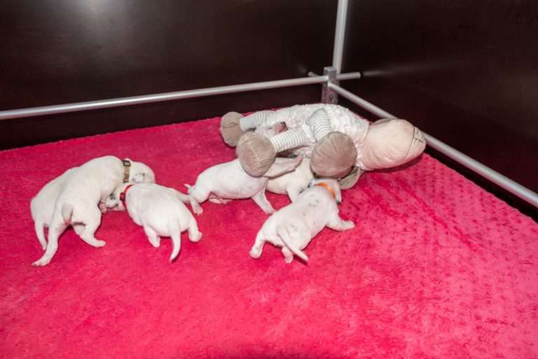 11. Lebenstag - B-Wurf (21)