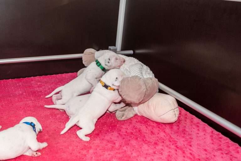 11. Lebenstag - B-Wurf (22)